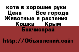 кота в хорошие руки › Цена ­ 0 - Все города Животные и растения » Кошки   . Крым,Бахчисарай